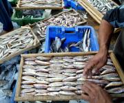La Regione Marche chiede il prolungamento temporaneo del fermo pesca