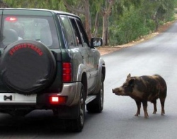 Stradenostre lamenta i tre anni occorsi per risarcire i danni provocati da un cinghiale