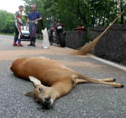 Incidenti stradali da fauna selvatica