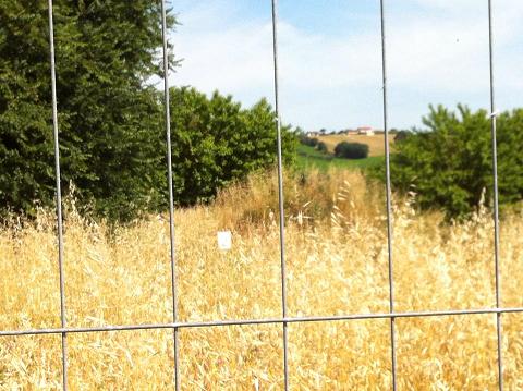 Ostra Vetere Un lettore fa la prima uscita in bicicletta alle Muracce e …