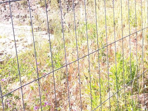 Ostra Vetere Un lettore fa la prima uscita in bicicletta alle Muracce e …